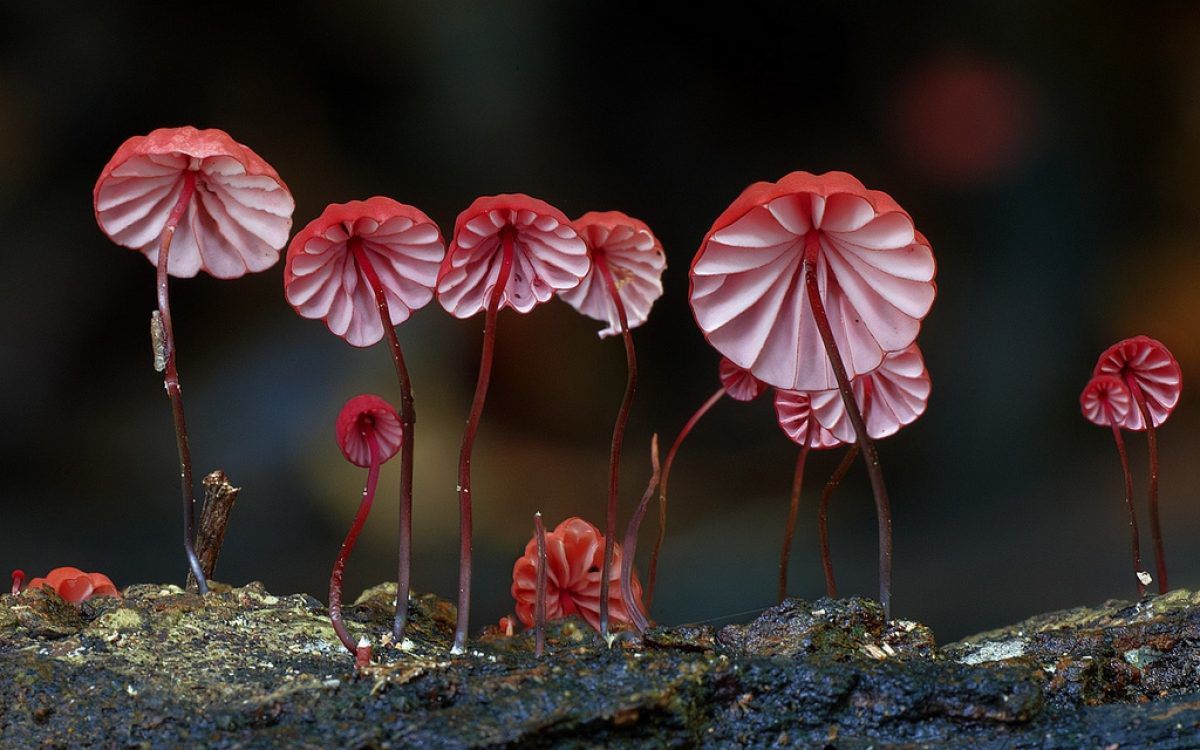 Fantastic-Fungi-Still